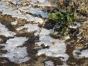 2012-02-01, Eisstrukturen (23)